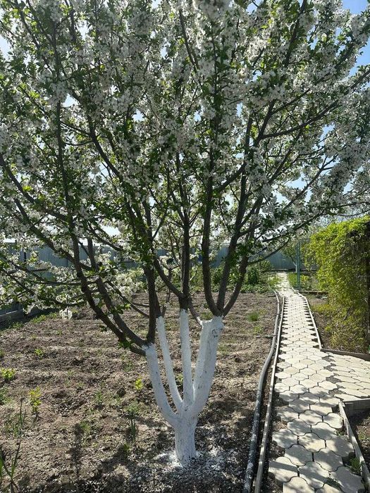 Продается дача (11 соток)