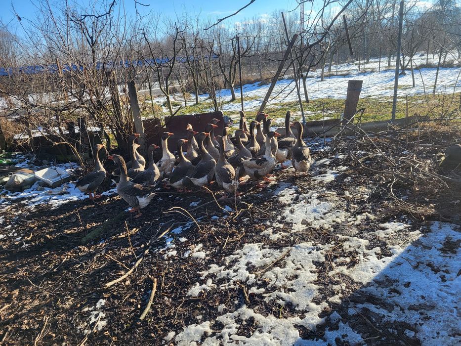 Vând gaste tinere de taiat sau de tinut