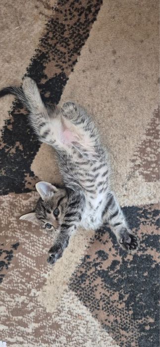 Отдам котят в добрые руки!!!
