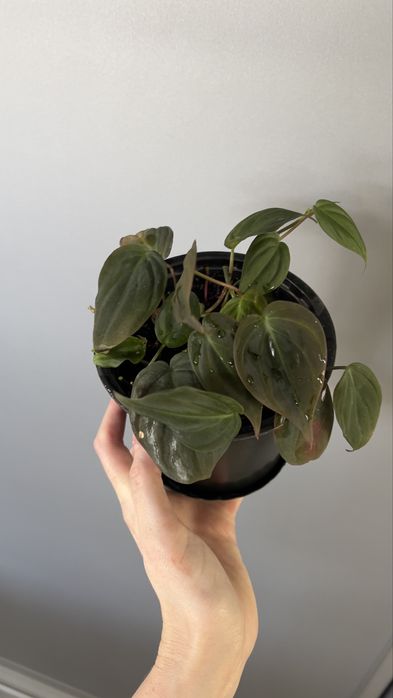 Филодендрон миканс