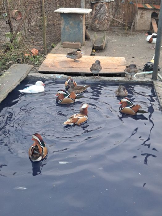 Vând rate mandarine