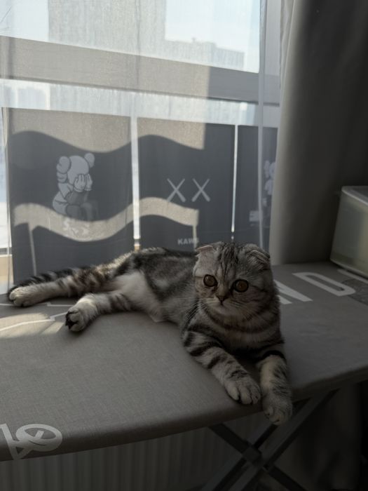 Продам котенка, девочка шотландец вислоухий