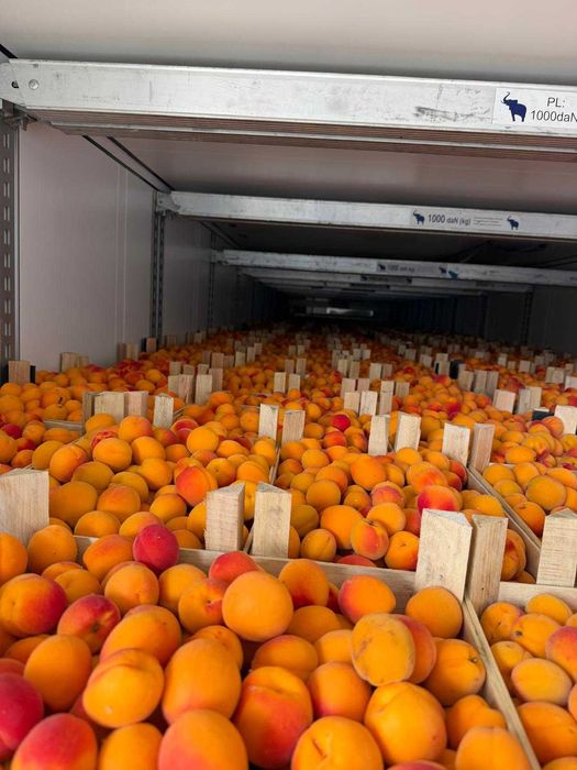Caise proaspete pentru industrie, alcool, țuică sau gem – Cantități mari
