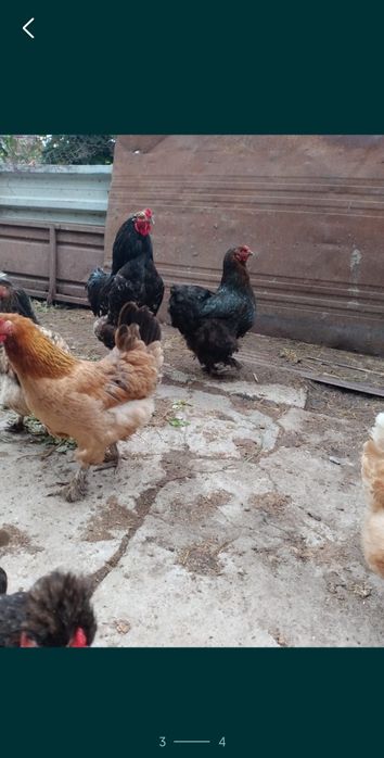 Продам яйцо инкубационное