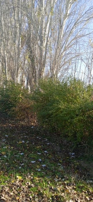 Uchastka sotiladi Toshkent viloyatida Parkent tumanida 40 sotx