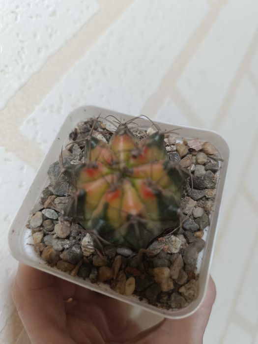 Продам красивые кактусы.