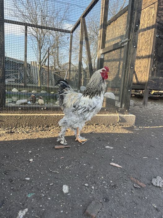 Cocoși brahma de vânzare