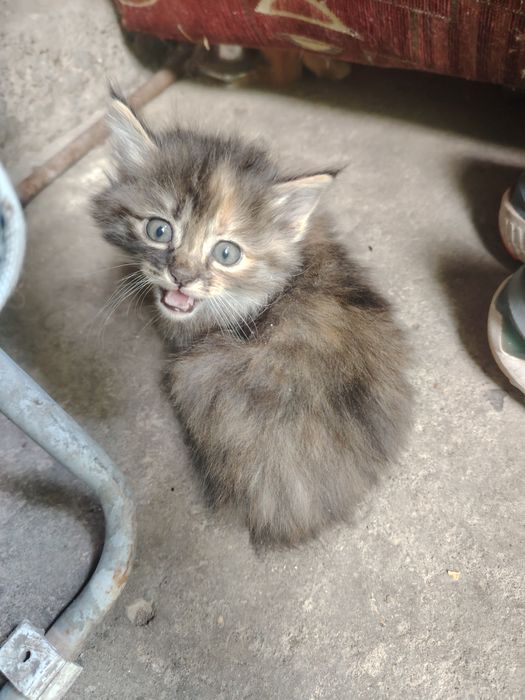 Отдам котят в добрые руки