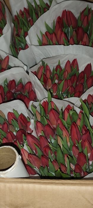 Тюльпаны оптом Голландия