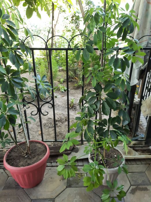 Цветы комнатные , живые