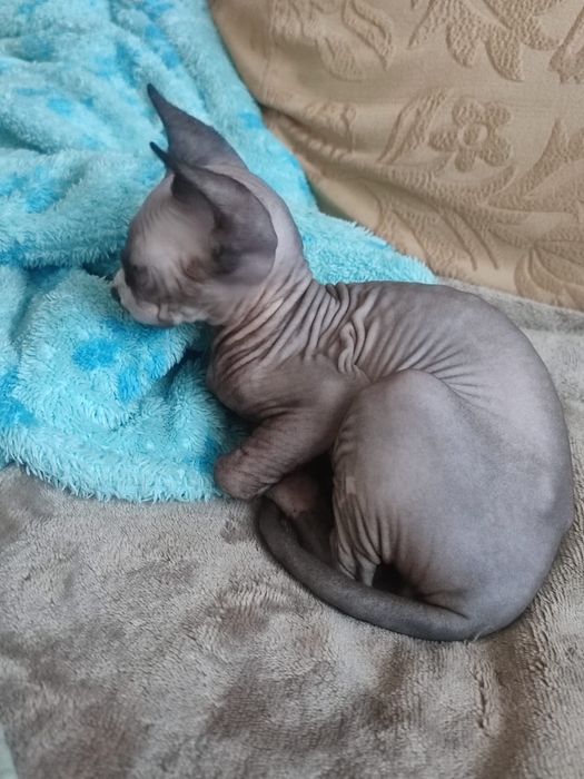 Продам котёнка донского сфинкса