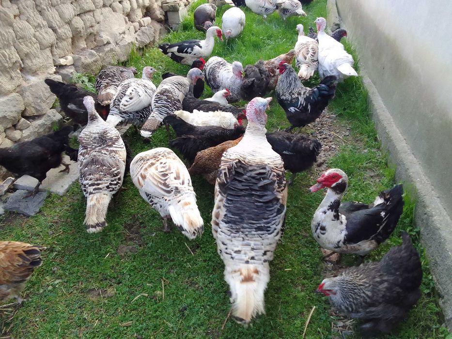 Яйца от красиви, породисти кокошки!