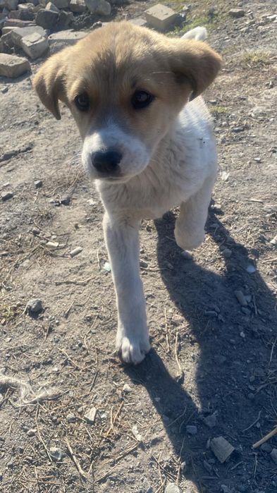 Щенки девочки даром