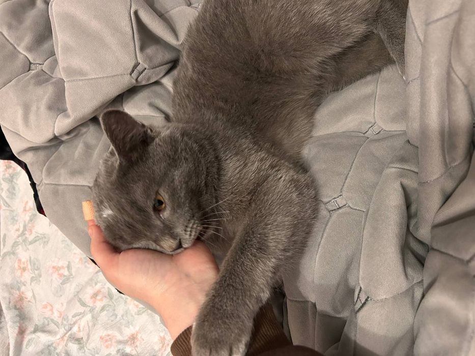 Biritan mushugi 1 yosh jinsi erkak emlangan tavalit oquvi bor i