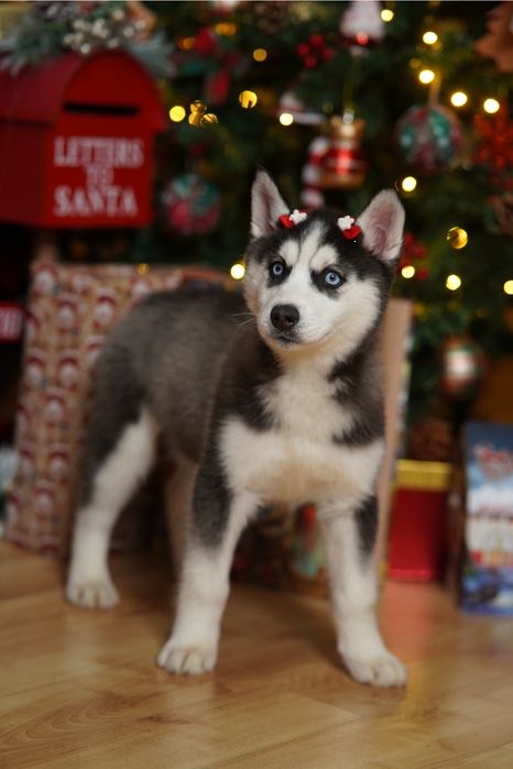 Pui Husky Siberian