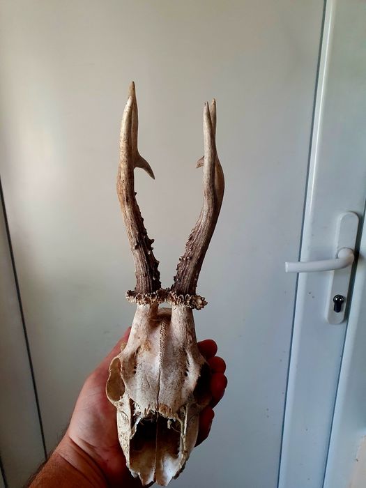 Два Трофея от сръндак перфектно състояние!