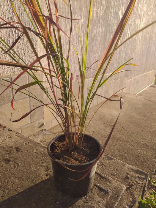 Многогодишна трева Императа Red Baron