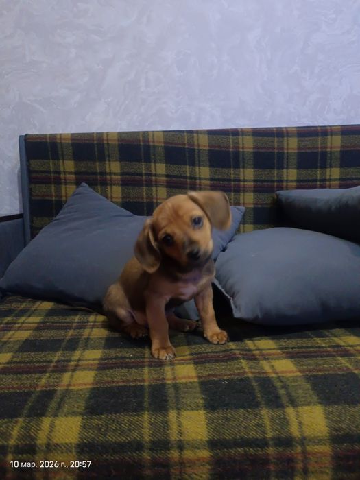 Щенок ищет хозяев