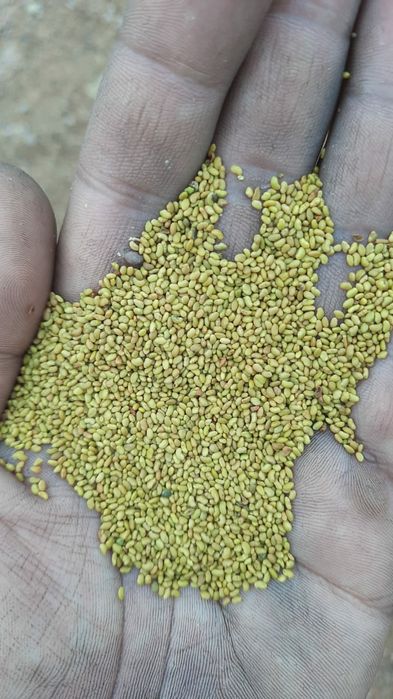 Семена люцерна СЕМИРЕЧНЫЙ сорт. Магниченный