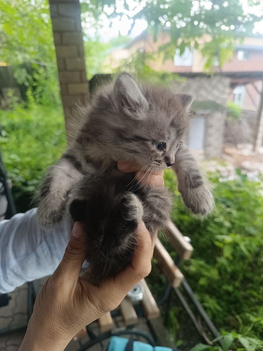 Котята 1 месяцев