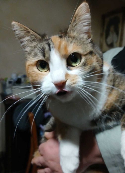 Adoptie pisica calico castrata Lilisor