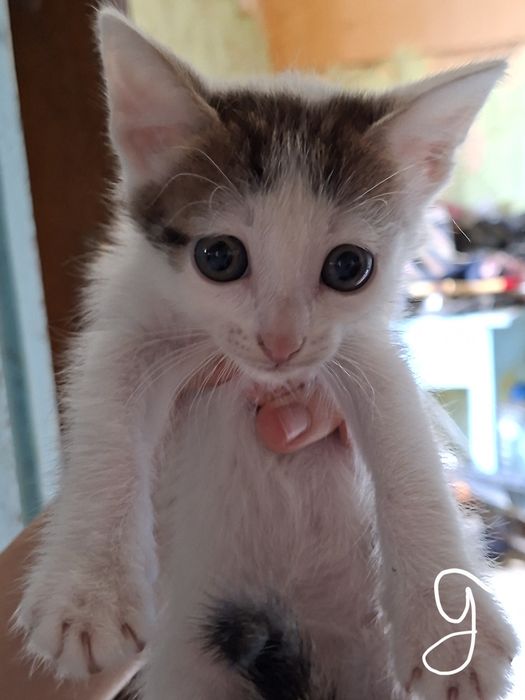 Отдам котят в добрые руки