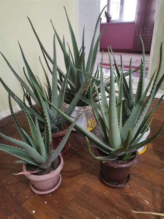 Алоэ гули сатылады бағасы келисемиз