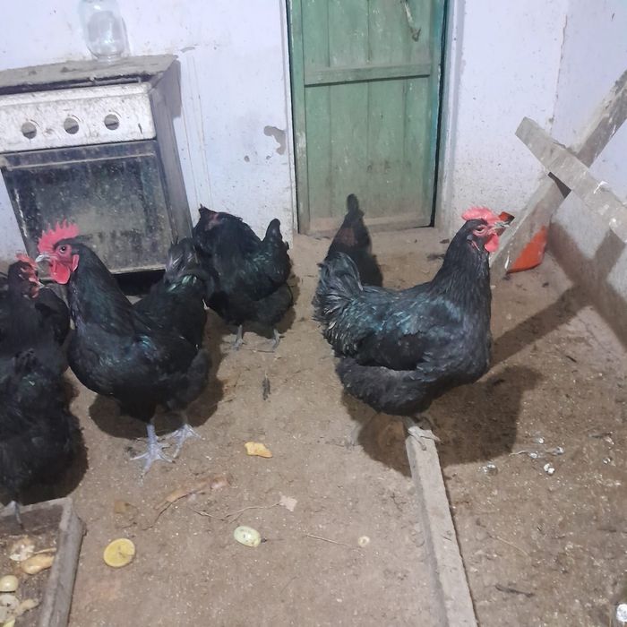 Продам яйца Джерсийский гигантагиганта