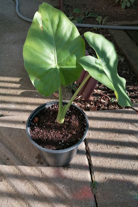 Люляк, стайна юка, трилистник, годжи бери