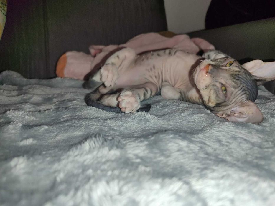 Продаются Сфинксы резинки