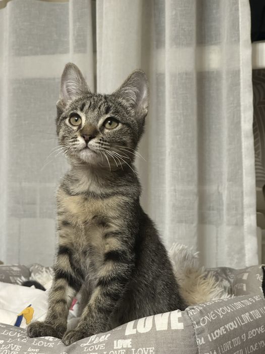 Котенок ищет дом