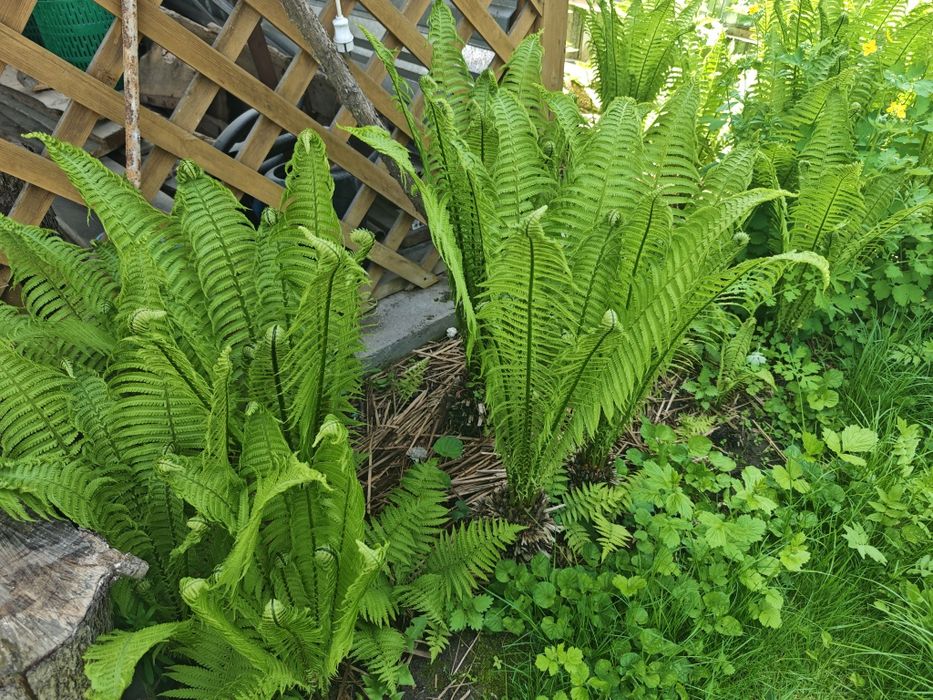 Папоротник для сада