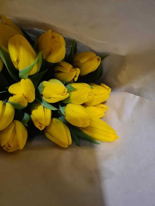 Продам голландские тюльпаны