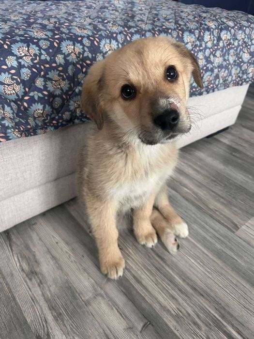 Подарявам кученце САМО на отговорни и любящи стопани.