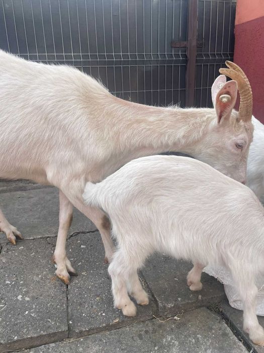 Când capra saanen originala