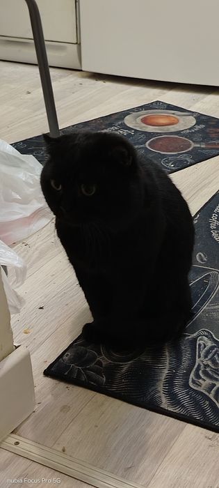 Веслоухий кот отдам
