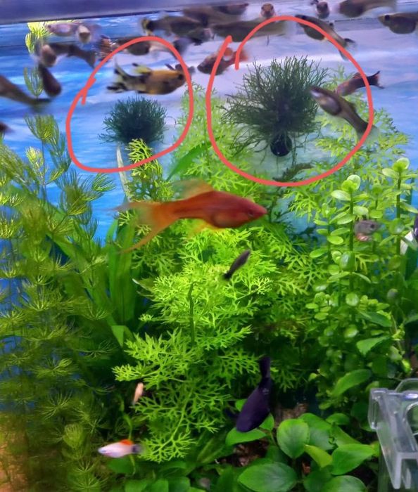 Аквариумные растения