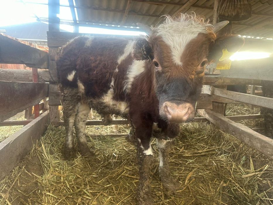 Еркек баспақтар сатылады