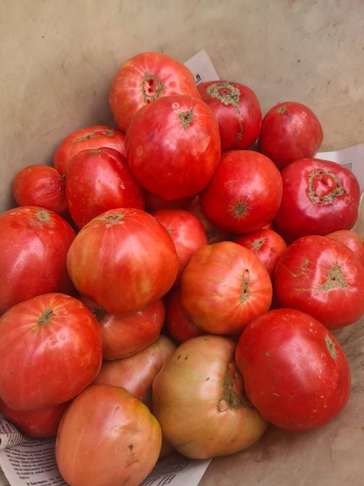 Продам помидоры крупные малиновые