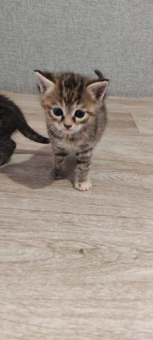 Продам котят. Две девочки и два мальчика