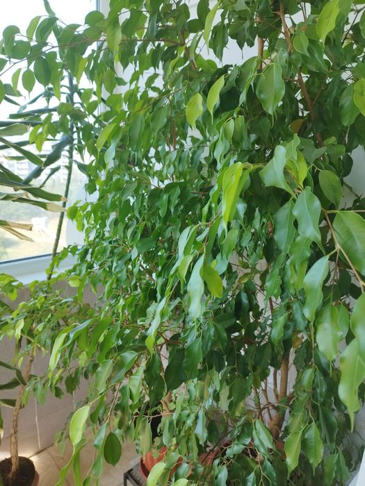 Продавам Бенджамин 140лв.