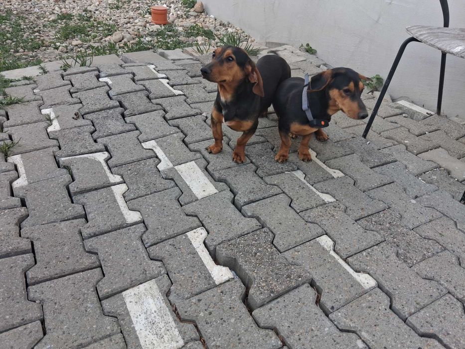 Tekel băieți/frați