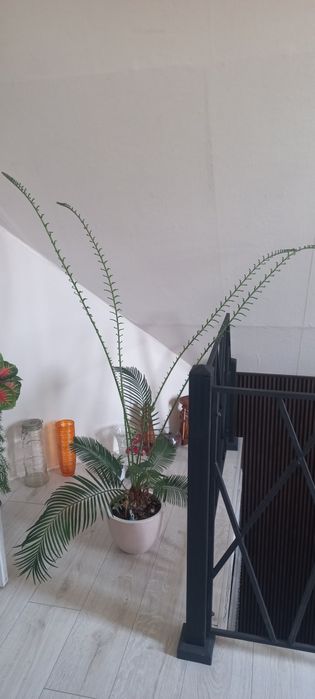 Цикас древний необыкновенный