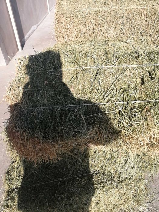 Beda piris sotiladi sorochni