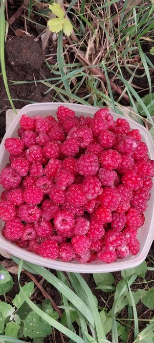 Малиновое варенье