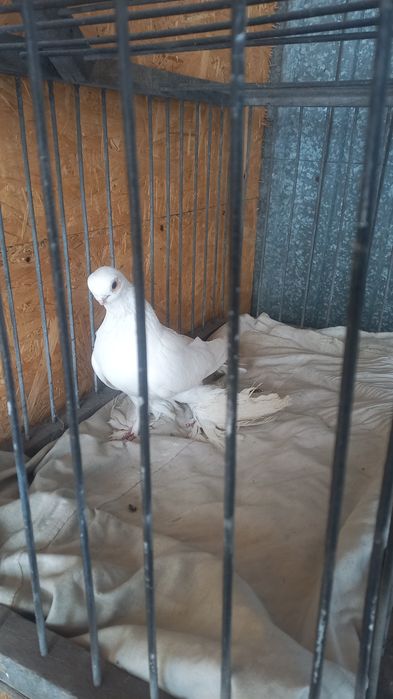 Голуби в Павлодаре