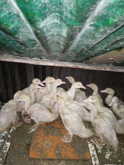 Vând boboci rata pekin