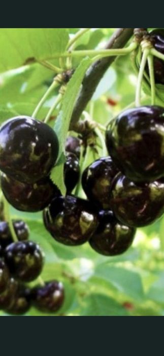 Livram RO Nuci Chandler Fernet Ciresi intensivi pe Gisella Visin Prun Meri Peri Cais Piersic  Alun Migdal  Mosmon Paulownia Aronia Coacaz  Nectarin