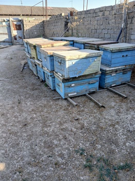 Asal ari yashiklar kelishilgan narxda