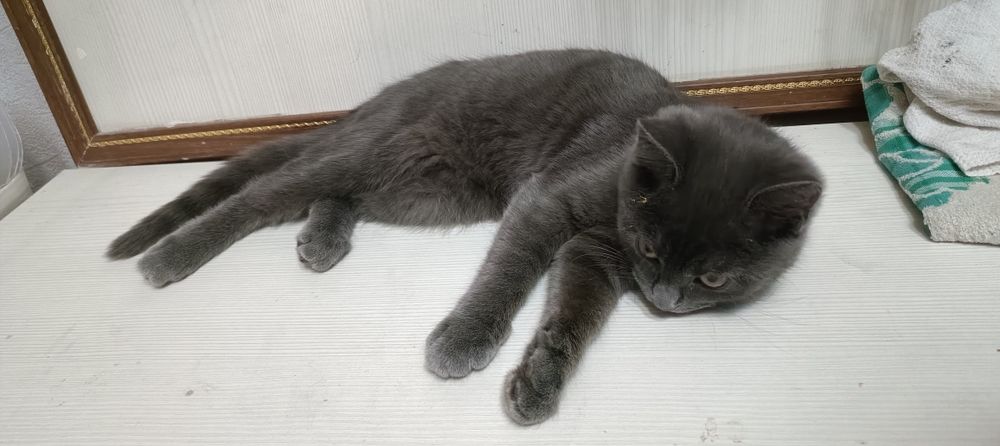 Отдам котенка в добрые руки